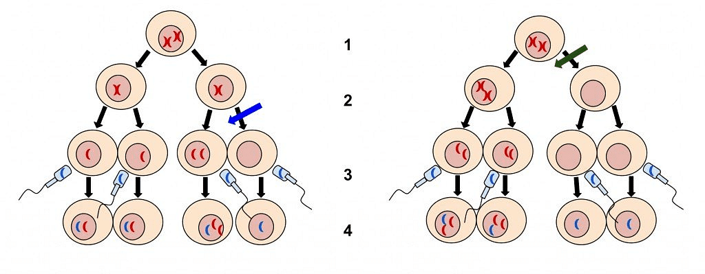 Aneuploidy v/s Polyploidy