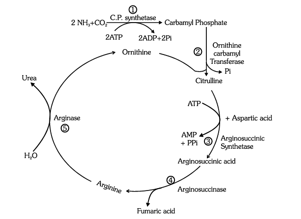 EXCRETORY SYSTEM (Part -1) - Notes, Zoology, Class 11 PDF Download