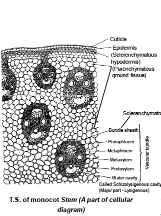 Anatomy of Monocot and Dicot Plants: Root, Stem and Leaf - Biology ...