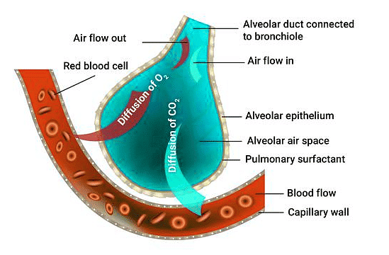 Important Diagrams: Breathing and Exchange of gases - Biology Class 11 ...