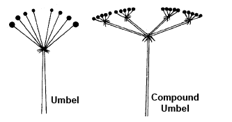 The Leaf and The Inflorescence - Science for ACT PDF Download