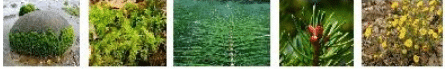 Fig. algae, bryophytes, pteridophytes, gymnosperms, angiosperms