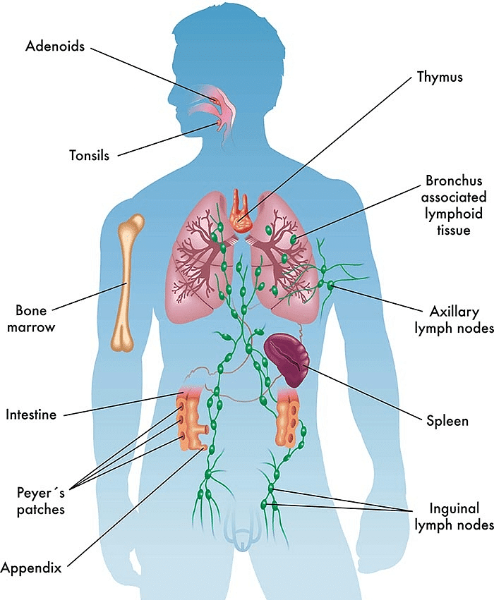 Major Immune components of lymphatic system