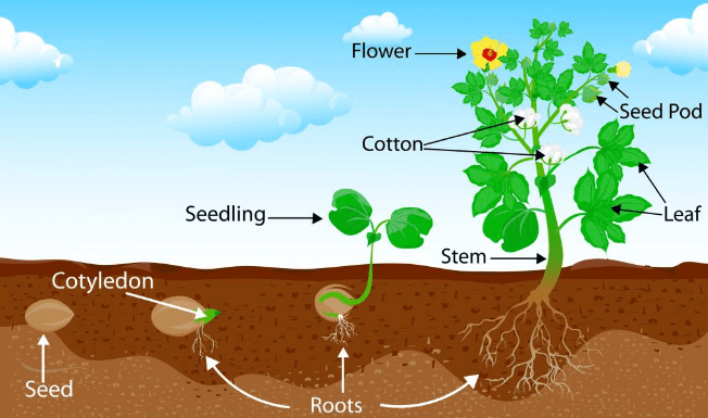 Phases of Growth | Biology Class 11 - NEET PDF Download