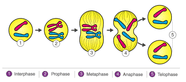 Mitosis Features Stages Functions And Significance Biology Class 