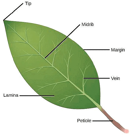 Important Diagrams: Morphology of Flowering Plants - Biology Class 11 ...