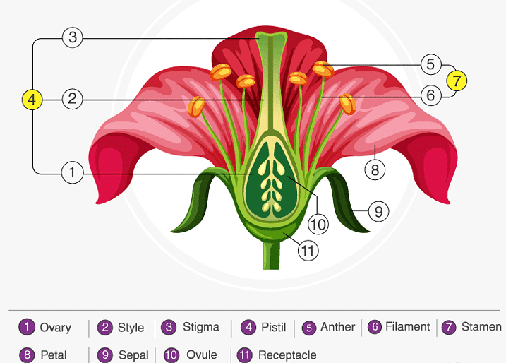 Important Notes for NEET: Morphology of Flowering Plants Notes | Study Biology Class 11 - NEET