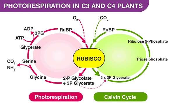 c4-pathway-hatch-and-slack-pathway-biology-class-11-neet-pdf-download