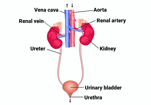 Important Diagrams: Excretory Products and their Elimination - Biology ...