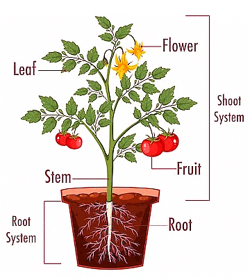 Important Diagrams: Morphology of Flowering Plants - Biology Class 11 ...