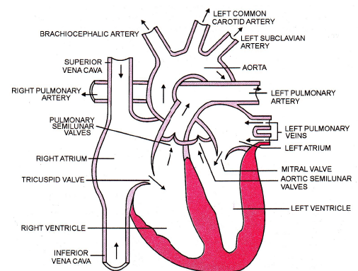 Human Circulatory System - Biology Class 11 - NEET PDF Download