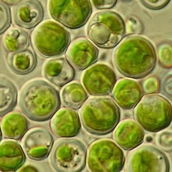 Chlorella Unicellular Alga