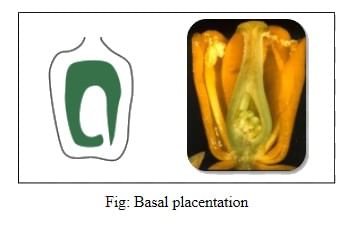 Placentation: Marginal Axile Parietal Free Central Basal Biology