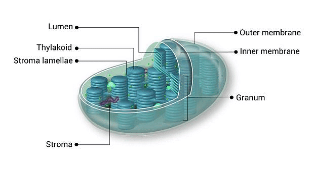 Important Diagrams: Cell - The Unit of Life - Biology Class 11 - NEET ...