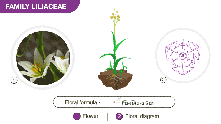 Semitechnical Description of a Flowering Plant & Some Important Families Notes | Study Biology Class 11 - NEET