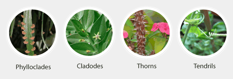 Important Notes for NEET: Morphology of Flowering Plants Notes | Study Biology Class 11 - NEET