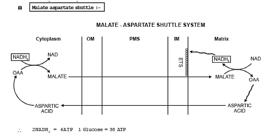 Glycerol-Phosphate Shuttle System Notes | Study Biology Class 11 - NEET