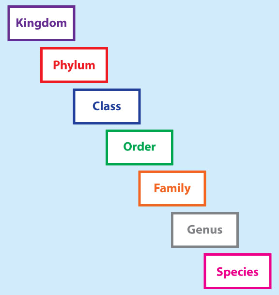 Diversity in the Living World, Taxonomy and Taxonomical Aids The Living World, Biology, Class