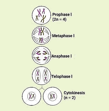 Important Diagrams: Cell Cycle and Cell Division - Biology Class 11 ...