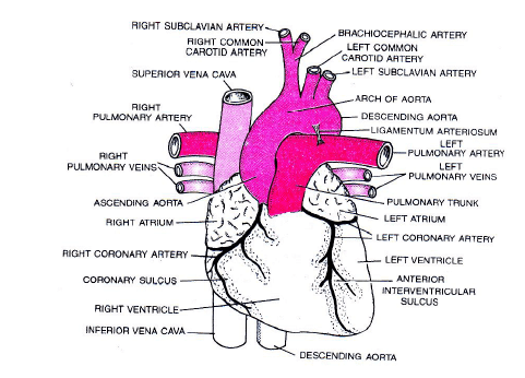 Human Circulatory System - Biology Class 11 - Neet Pdf Download