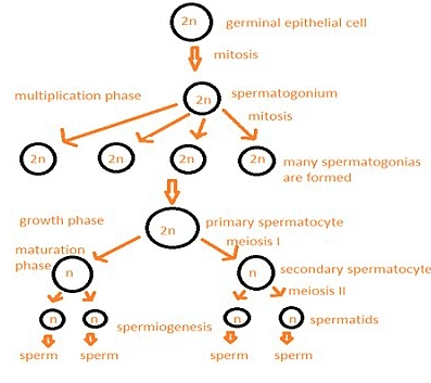 Fig. Spermatogenesis
