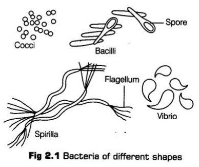 Detailed NCERT Notes: Biological Classification Notes | Study Biology Class 11 - NEET