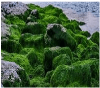 Fig. Green algae
