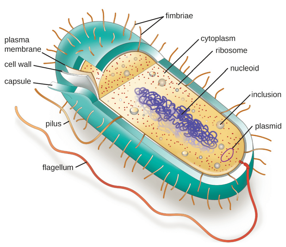 Kingdom Monera: Bacteria Cell Structure