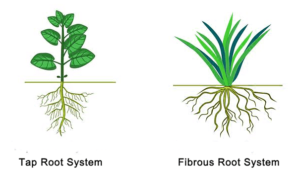 Important Diagrams: Morphology of Flowering Plants - Biology Class 11 ...