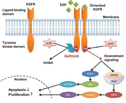 Endocrine System And Hormonal Reactions Science And Technology For endocrine-system-and-hormonal-reactions-science-and-technology-for