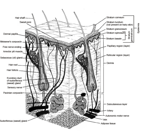 INTEGUMENTARY SYSTEM(Part -1) - Notes, Zoology, Class 11 PDF Download