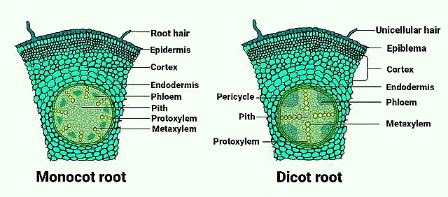 Important Diagrams: Anatomy of Flowering Plants - Biology Class 11 ...