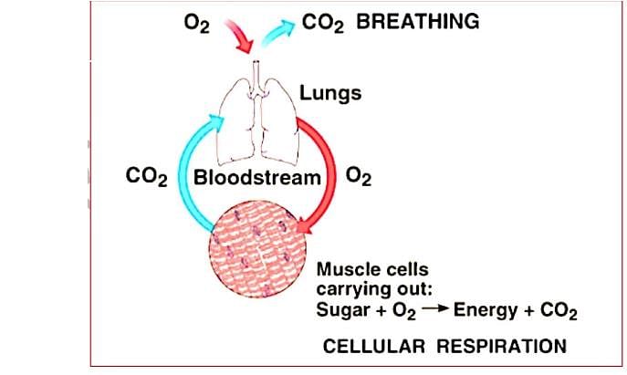 Key Notes: Breathing & Exchange of Gases Notes | Study Biology Class 11 - NEET