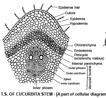 Anatomy of Monocot and Dicot Stem - Biology for JAMB PDF Download