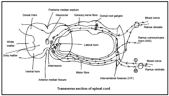 Structure of Spinal Cord - Biology for JAMB PDF Download