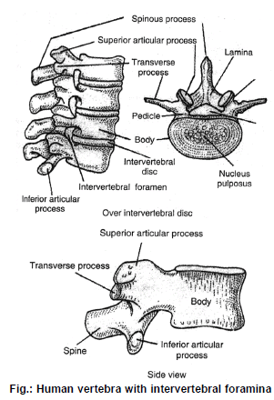 Skeletal System - Biology For Grade 11 Pdf Download