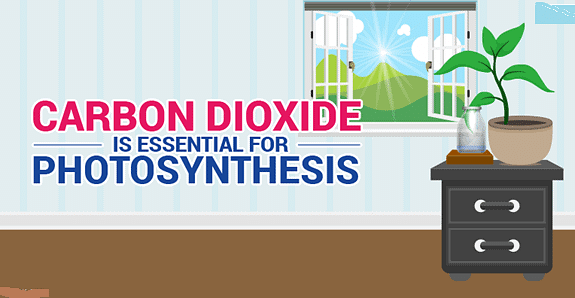 Early Experiments on Photosynthesis Notes | Study Biology Class 11 - NEET
