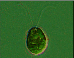 Fig. Chlamydomonas