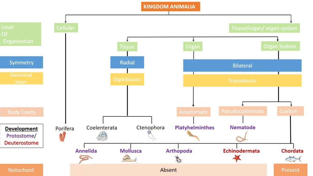 Key Notes: Animal Kingdom - Notes | Study Additional Study Material for NEET - NEET Key Notes: Animal Kingdom - Notes | Study Additional Study Material for NEET - NEET