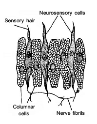 Animal Tissue (Part - 1) - Notes, Zoology, Class 11 PDF Download