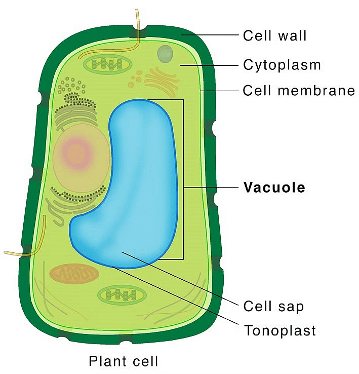 Cell: The Unit of Life Chapter Notes - Biology Class 11 - NEET PDF Download