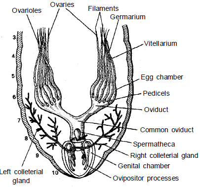 Reproductive System: Cockroach - Additional Study Material for NEET PDF ...