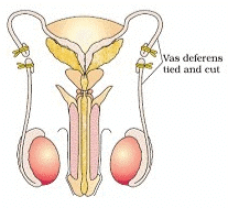 NCERT Notes: Reproductive Health | Biology Class 12 - NEET