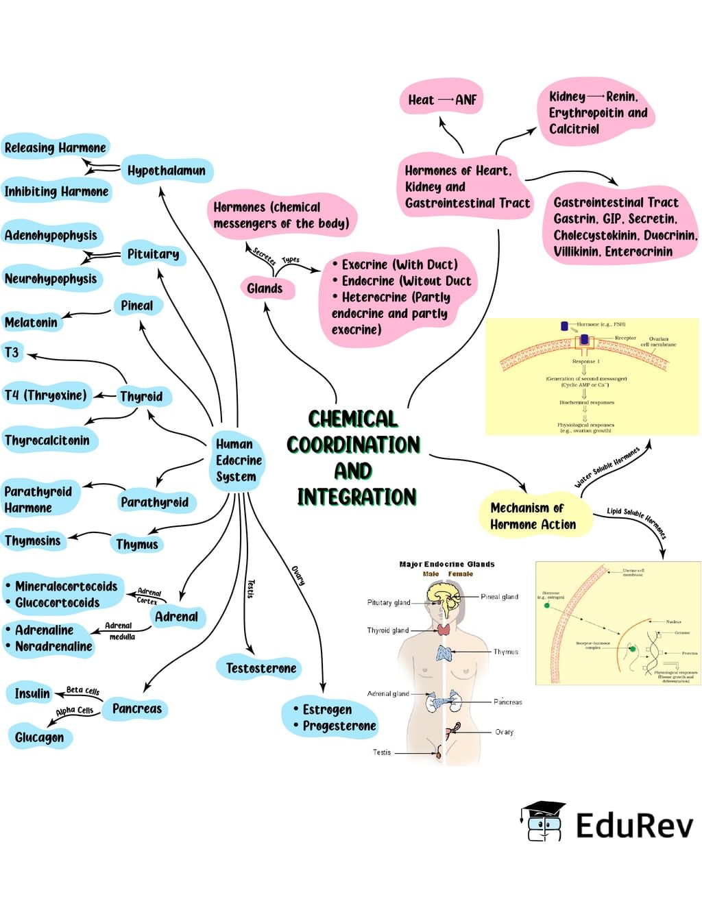 mind-map-chemical-coordination-and-integration-biology-class-11