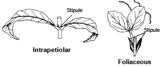 The Leaf: Types of Leaves, Phyllotaxy, Venation and Modifications of ...