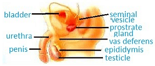 Fig. male reproductive system