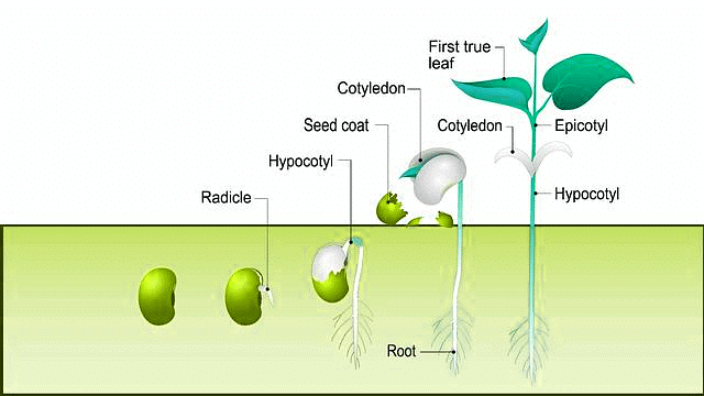 Important Diagrams: Plant Growth and Development - Biology Class 11 ...