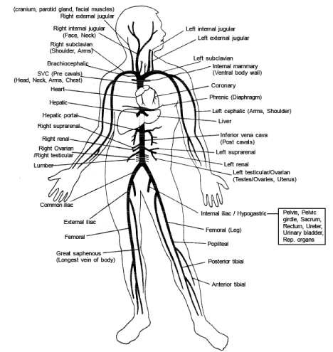 Venous System and Portal System - Biology for JAMB PDF Download