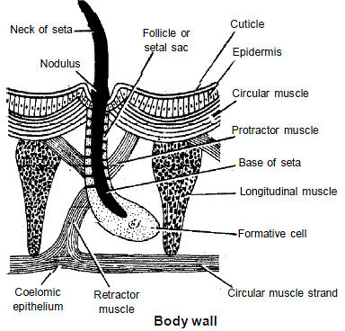 Earthworm: Shape & Body Structure Notes | Study Biology Class 11 - NEET