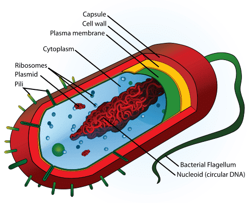 Prokaryotic Cells: Cell Envelope and Components of Bacterial Cell ...